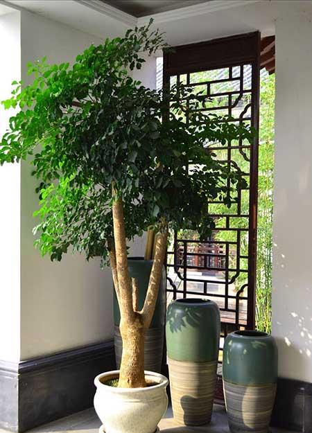 哪些绿植比较好养