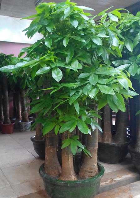 哪些绿植比较好养