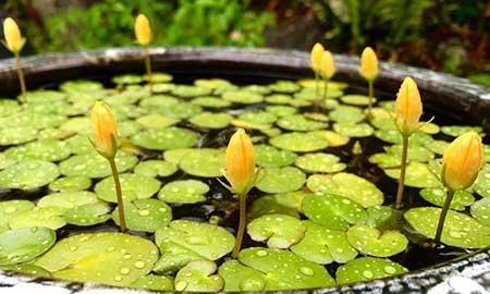 哪些花适合水里养放在室内