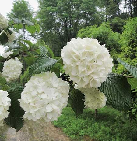 木命养什么花