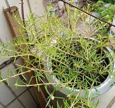 木本花怎么养
