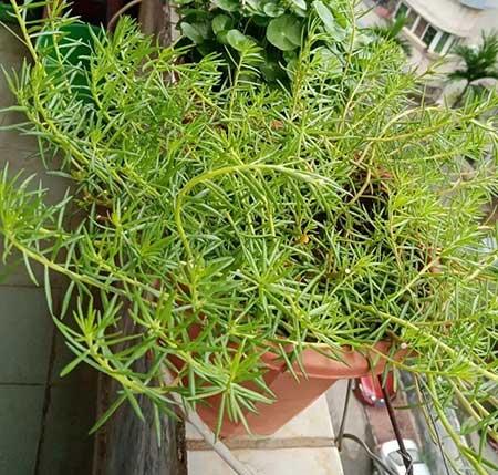 木本花怎么养