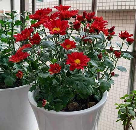 木本花怎么养