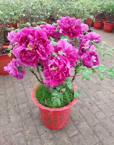 木本花怎么养