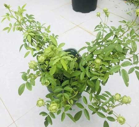 木本花怎么养