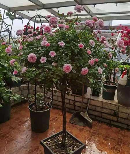 木本花怎么养