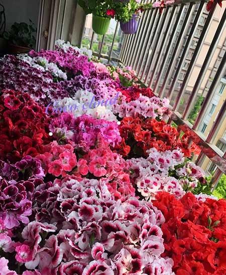 木本花怎么养