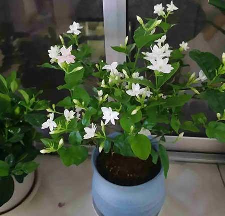 木本花怎么养