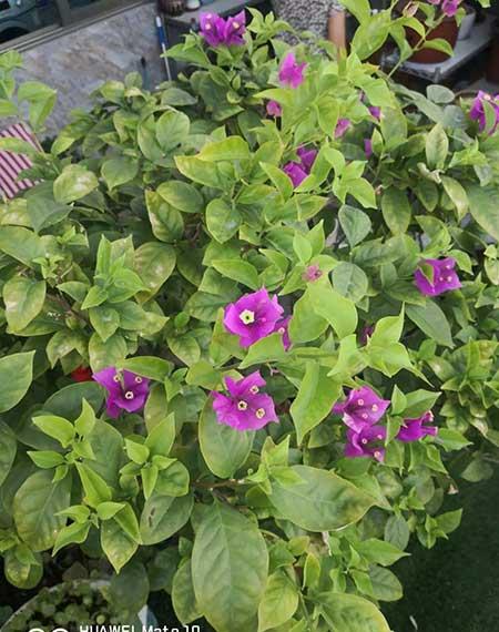 木本花怎么养
