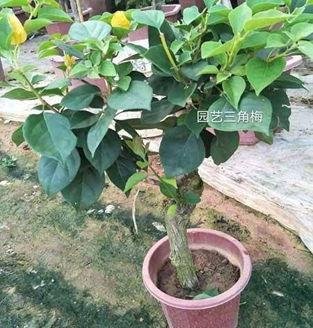 木本花怎么养