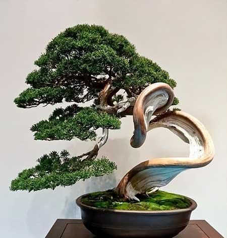 苗木养护费用