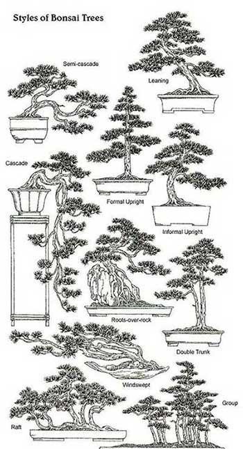 苗木养护费用