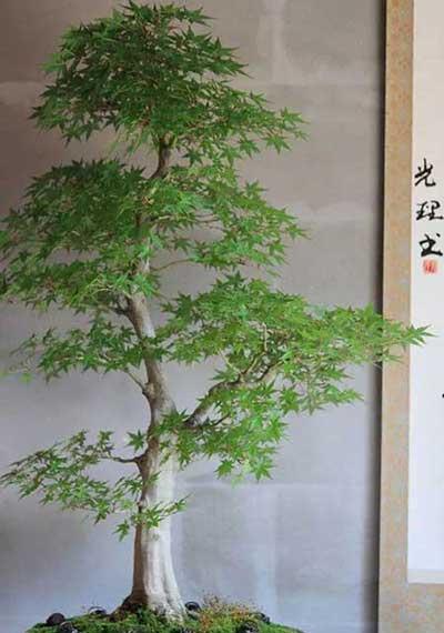 苗木养护费用