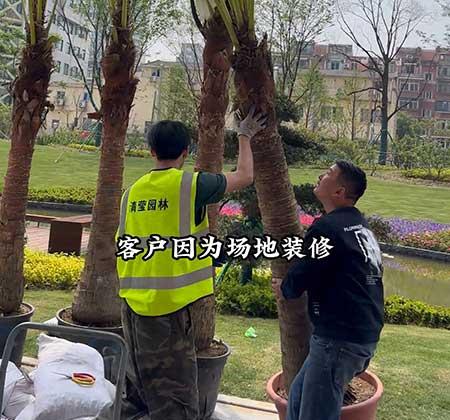 绿植植物租摆
