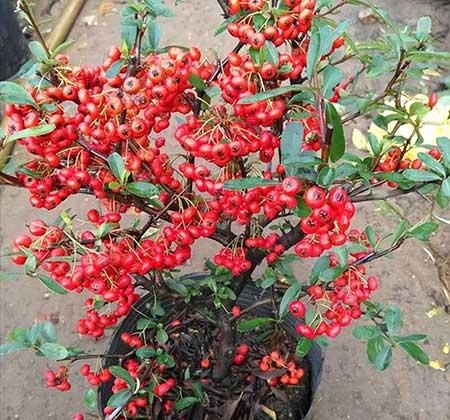 绿植养护要求