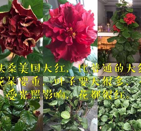 绿植养护要求
