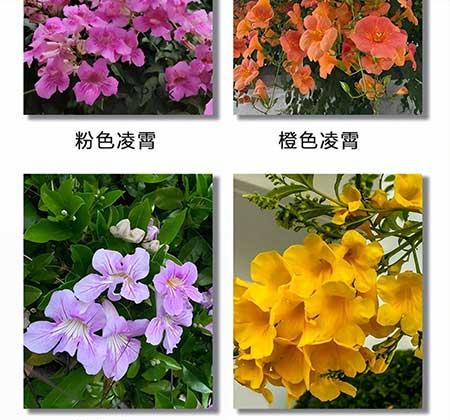 绿植养护要求