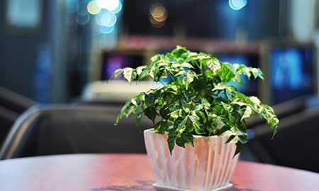 绿植养护系统