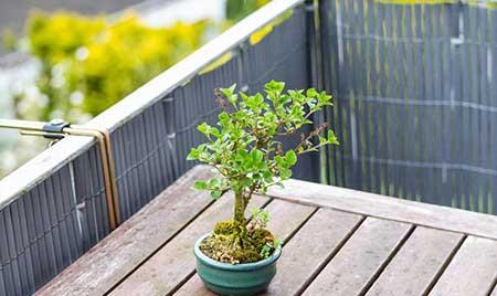 绿植养护系统