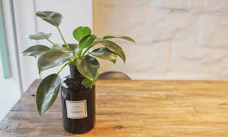 绿植养护系统