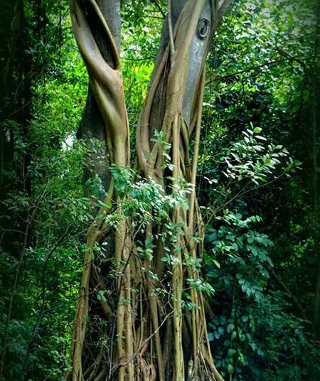 绿植养护手册