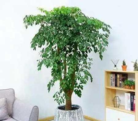 绿植养护手册