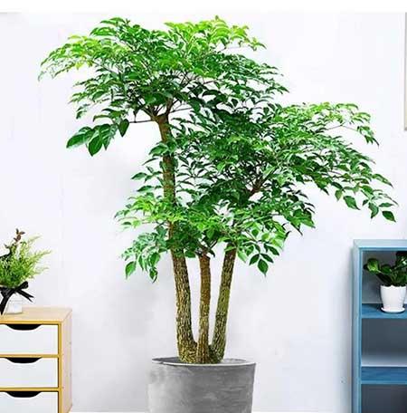 绿植养护手册