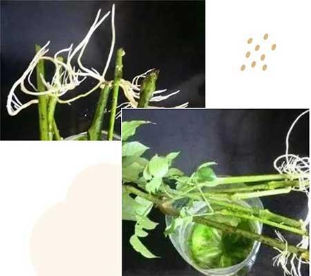 绿植养护手册