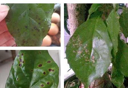 绿植养护手册