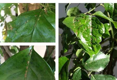 绿植养护手册