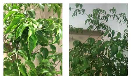 绿植养护手册