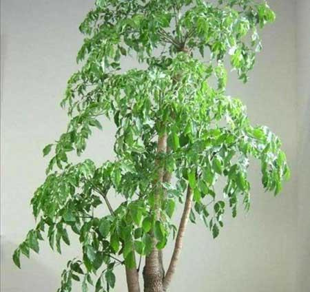 绿植养护手册