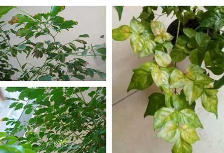 绿植养护手册