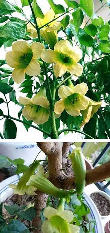 绿植养护手册