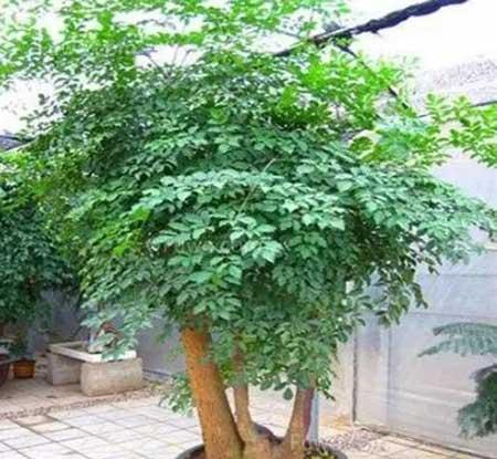 绿植养护手册