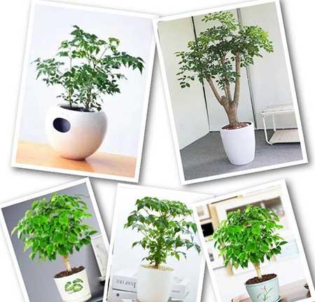 绿植养护手册