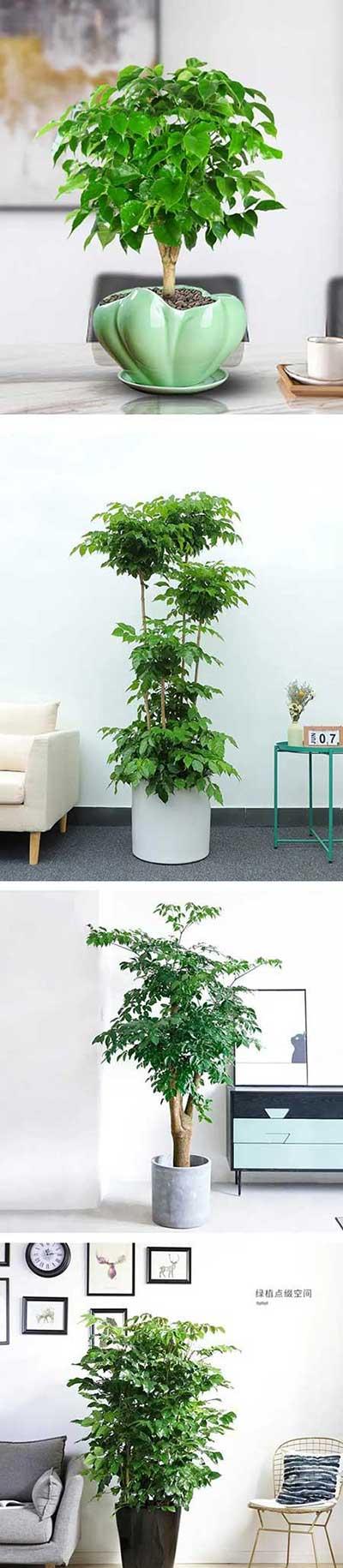 绿植养护手册