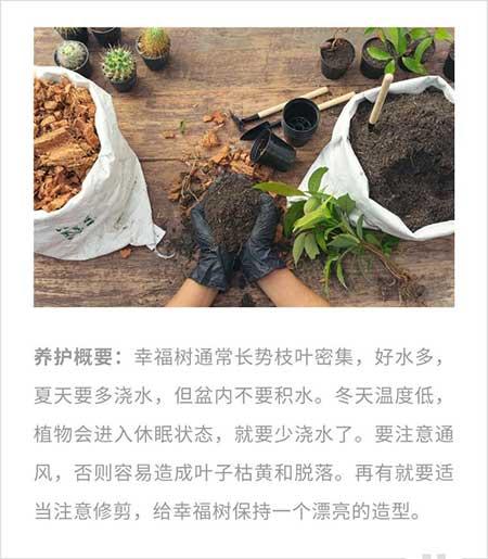 绿植养护手册