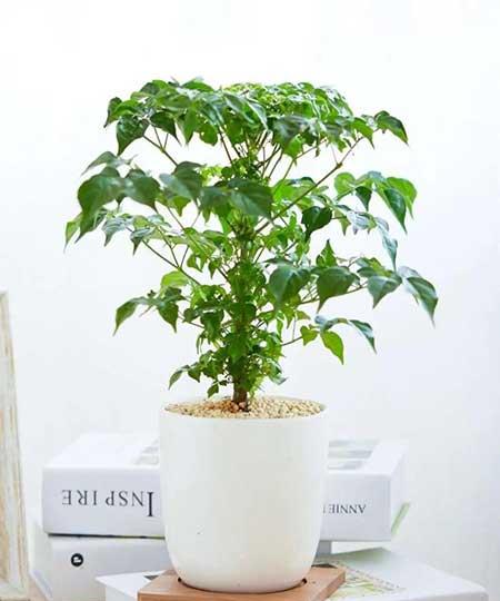 绿植养护手册