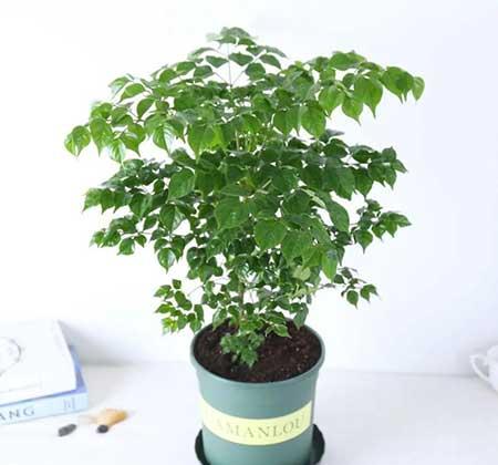 绿植养护手册