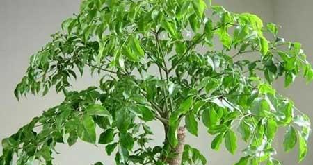 绿植养护手册