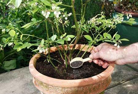 绿植养护过程