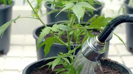 绿植养护过程