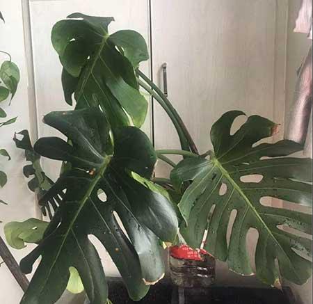 水培鲜花怎么养