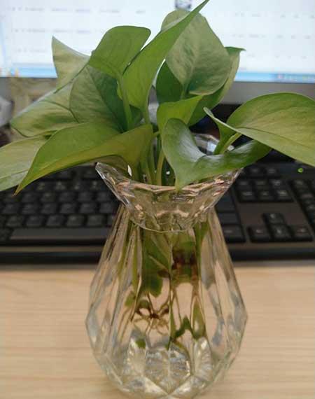 水培鲜花怎么养