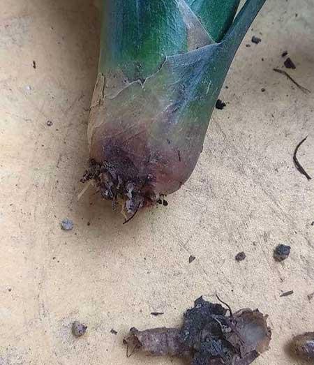 水培鲜花怎么养