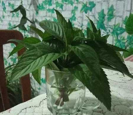 水培鲜花怎么养