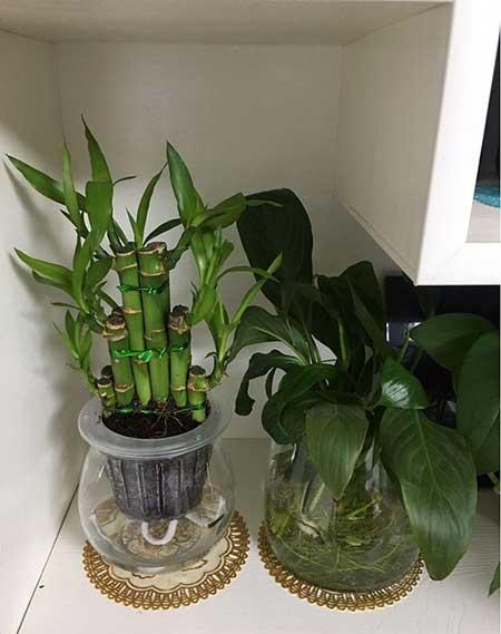 水培鲜花怎么养