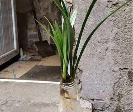水培鲜花怎么养