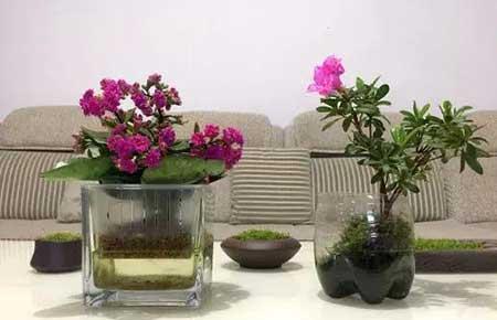 水培鲜花怎么养